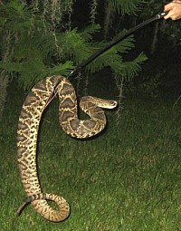 Nuisance Venomous Eastern Diamondback Rattlesnake