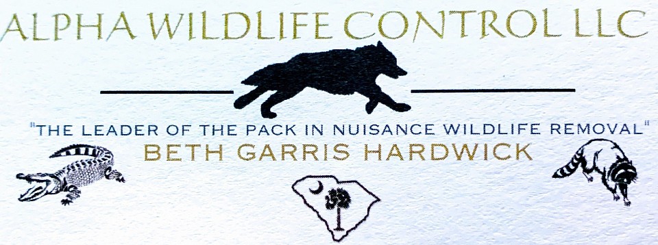 Wildlife control alpha wildlife control South Carolina Myrtle beach