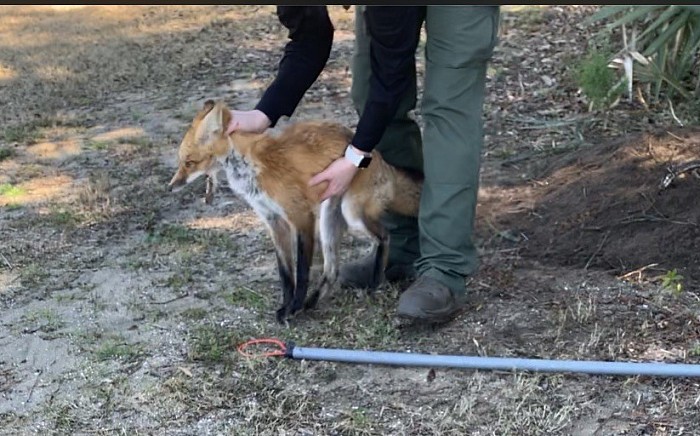 Red fox in Pawleys Island