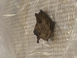 Bat exclusions and removal